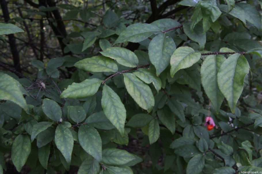 Бересклет бородавчатый листья
