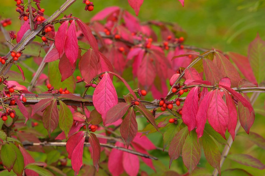 Бересклет бородавчатый