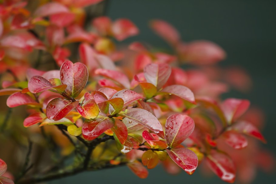 Бересклет бородавчатый