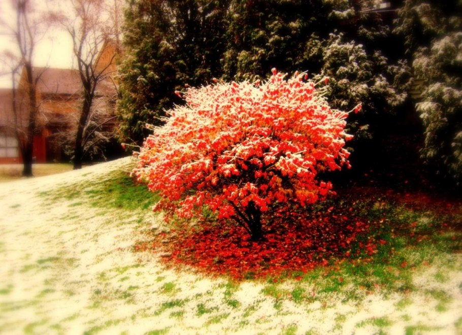 Бересклет Компактус