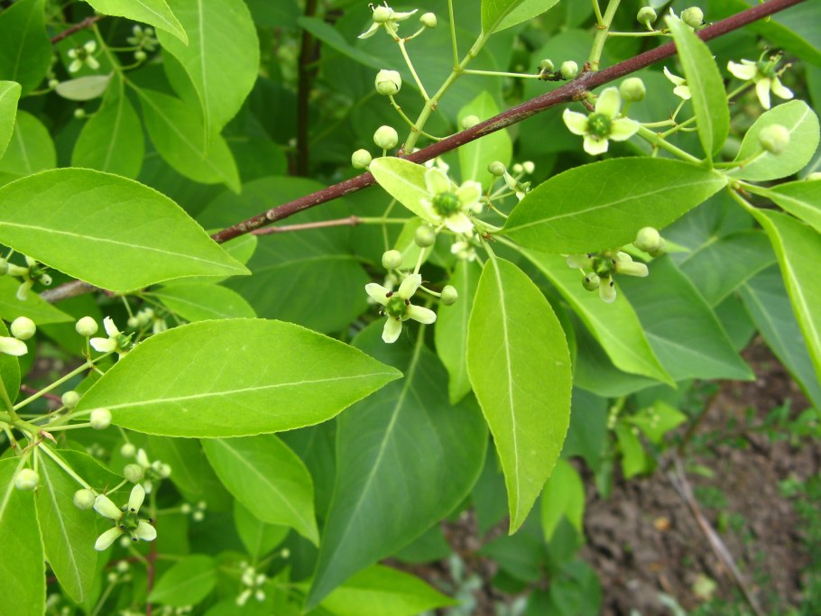 Бересклет широколиственный