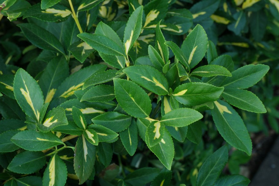 Бересклет Euonymus PLANIPES