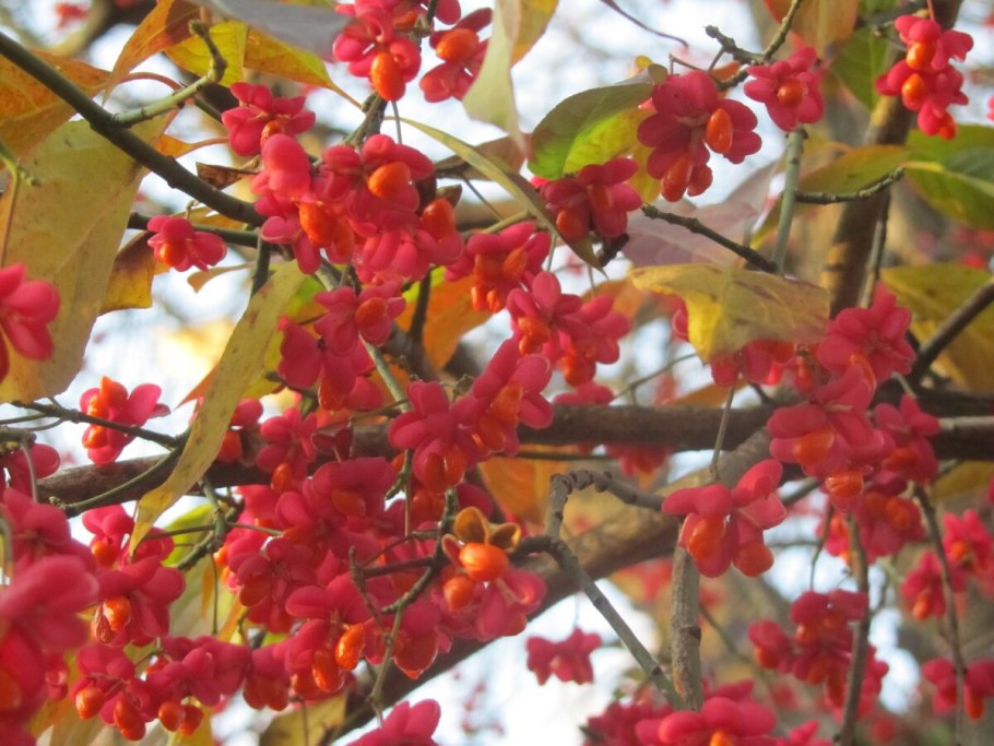 Как выглядит бересклет Европейский