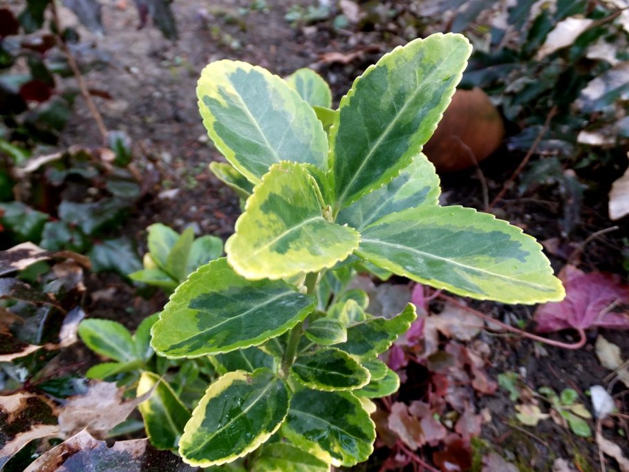 Смешанный лес с бересклетом