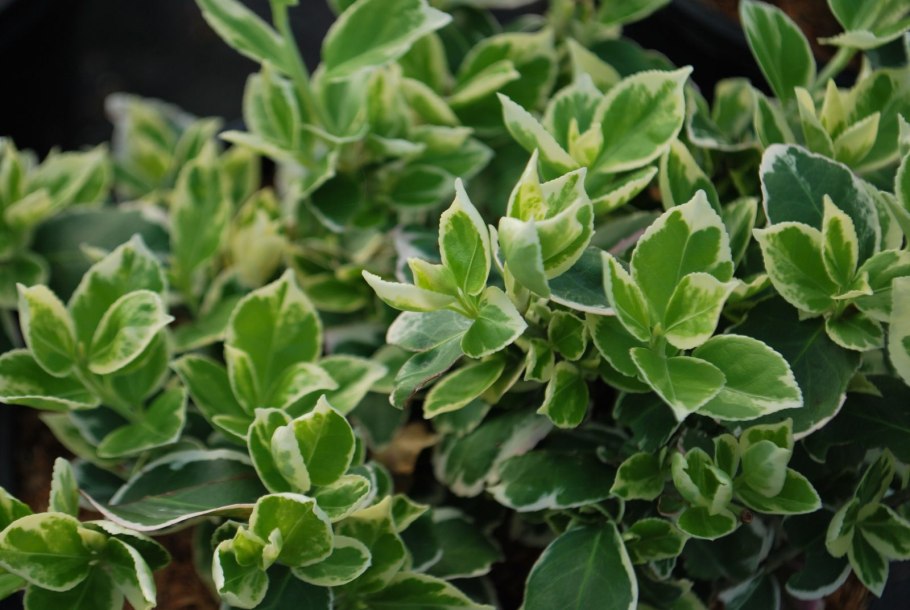 Виды бересклетов с фото и названием