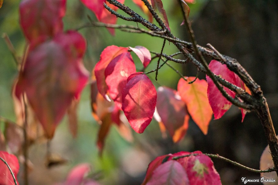 Бересклет Лесной осенью