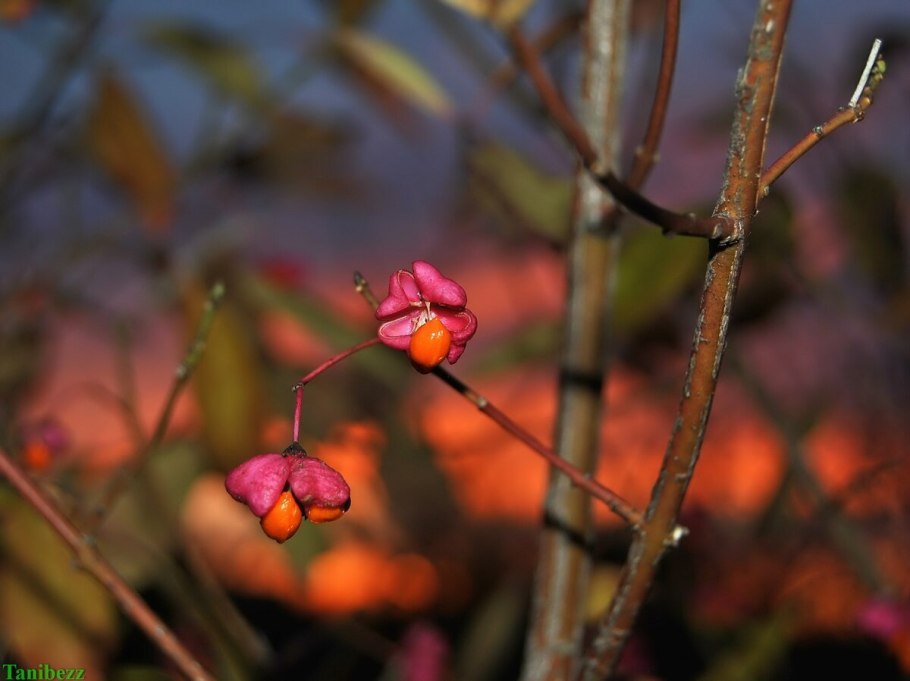 Бересклет крылатый Euonymus alatus