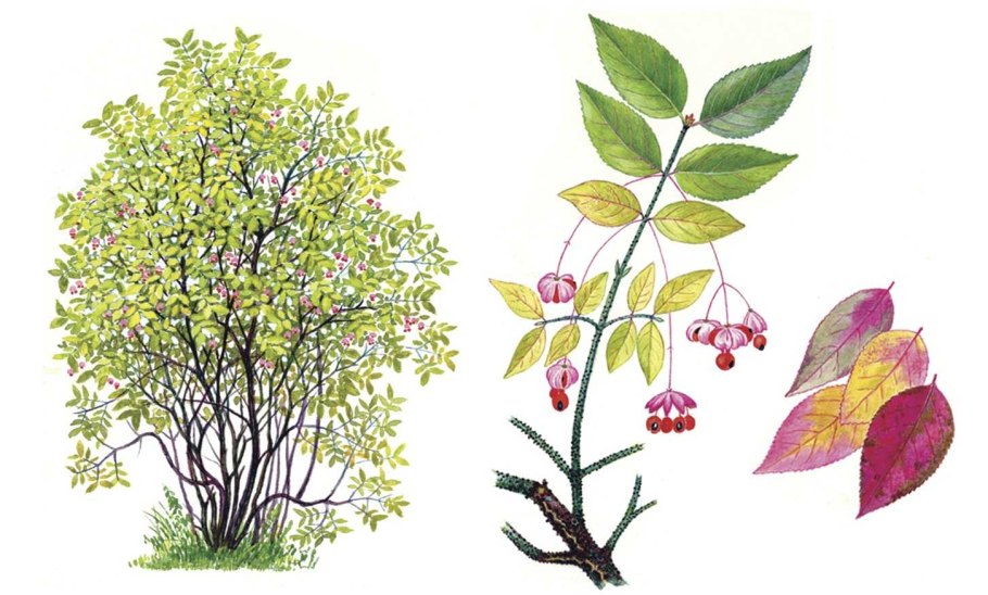 Бересклет крылатый Нана