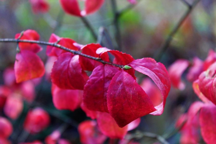 Бересклет крылатый листья