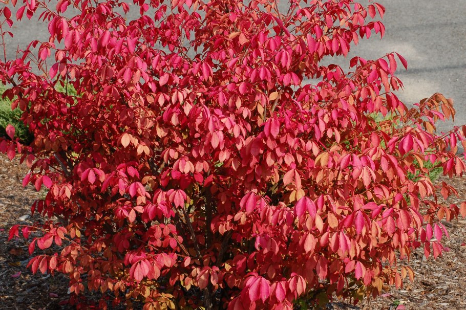 Бересклет Маака Euonymus maackii