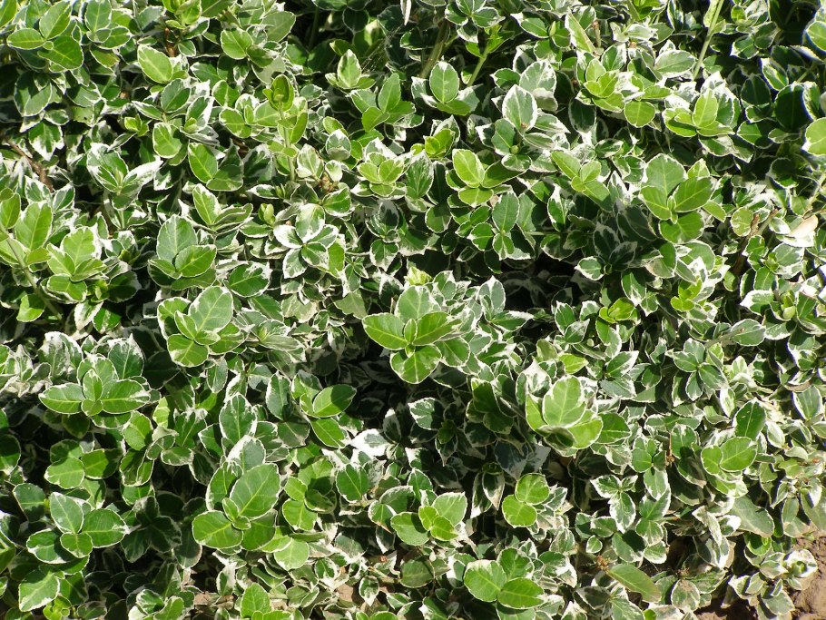 Бересклет крылатый ред Каскад