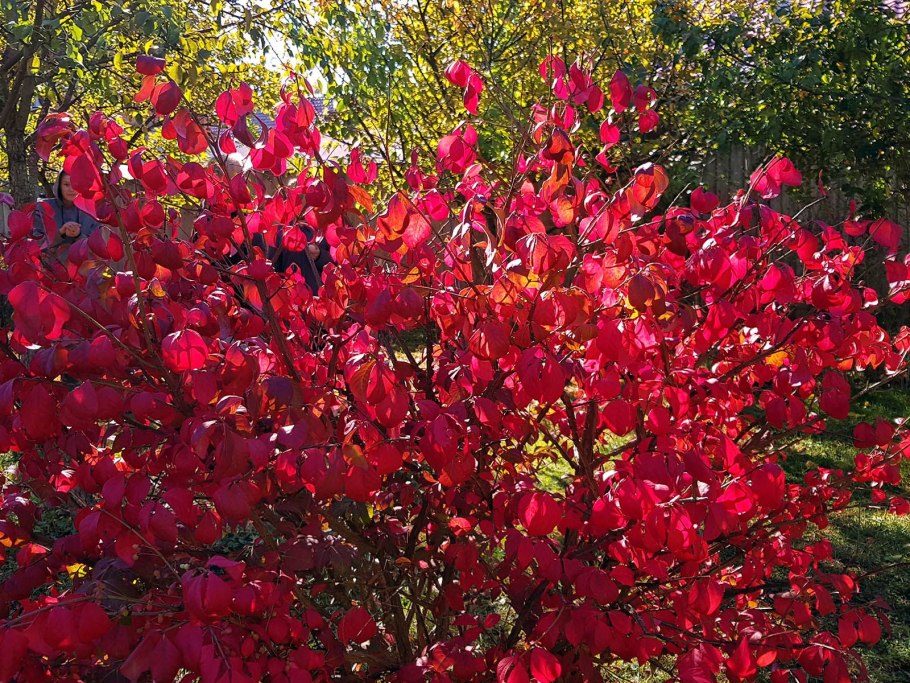 Бересклет плоскочерешковый