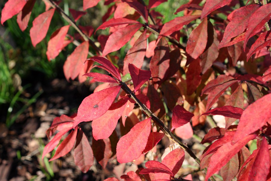 Бересклет крылатый Компактус