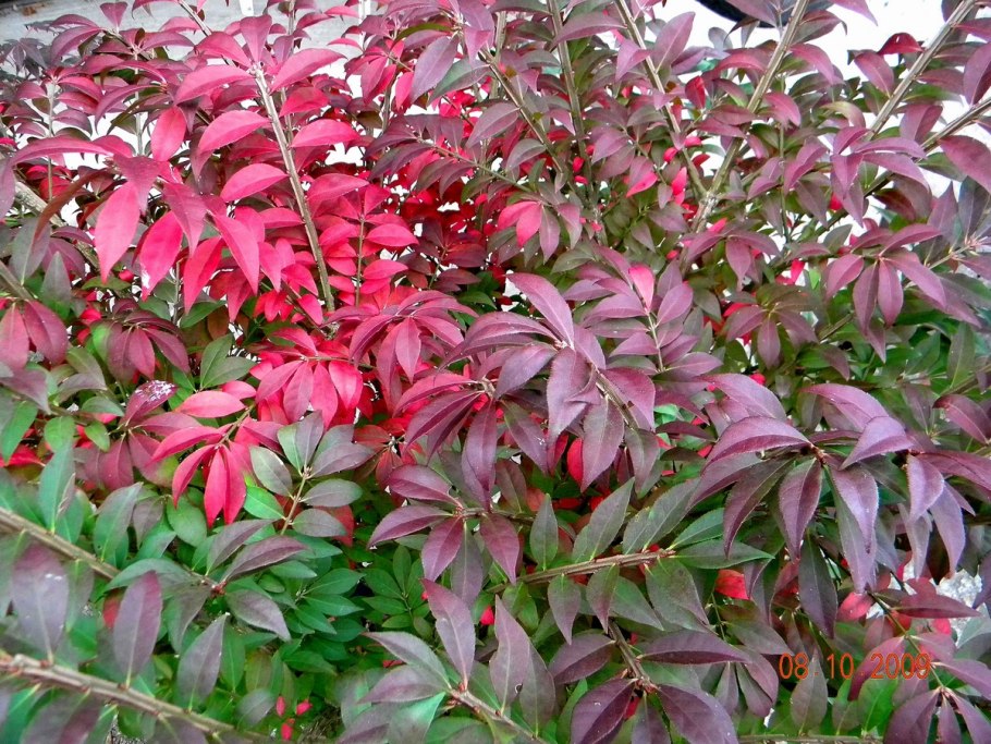 Бересклет крылатый