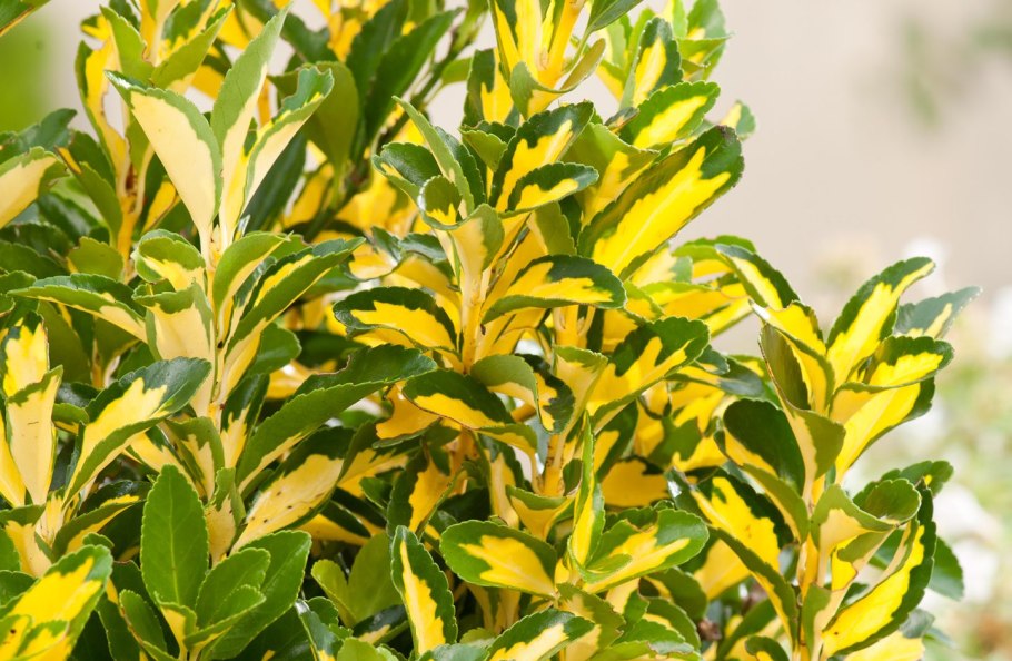 Бересклет Форчуна мучнистая роса