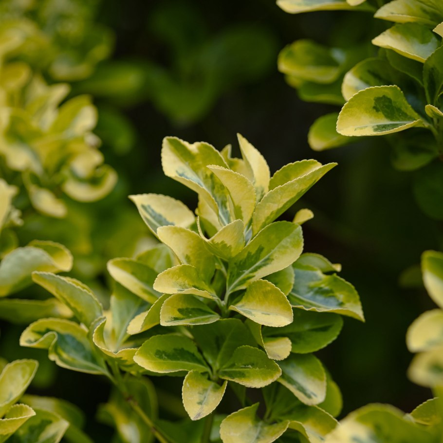 Бересклет Эонимус