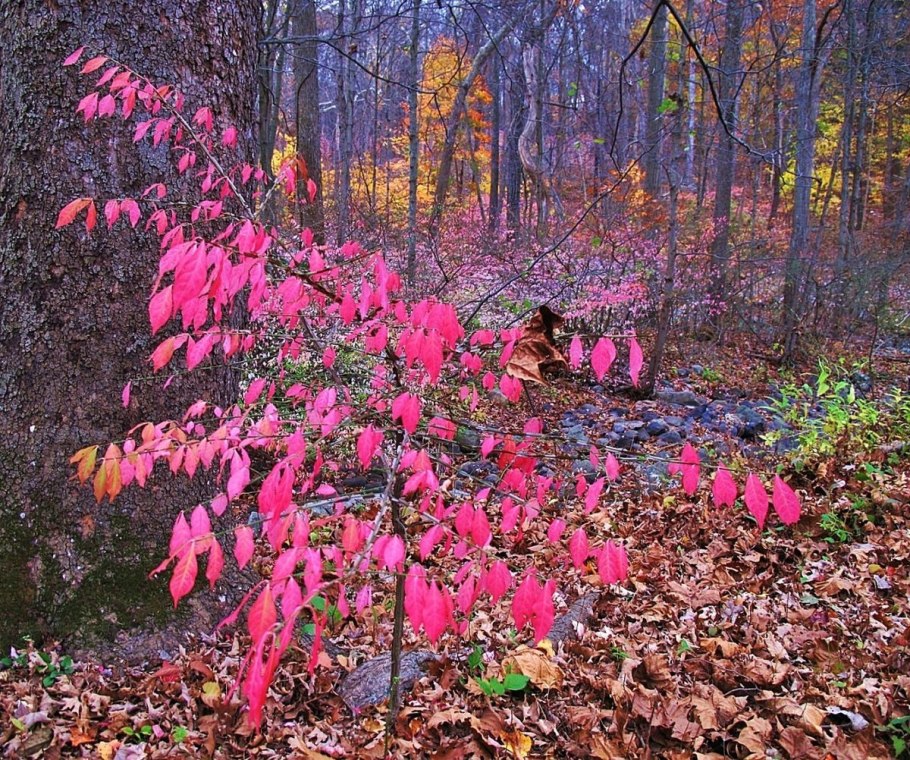 Бересклет Лесной