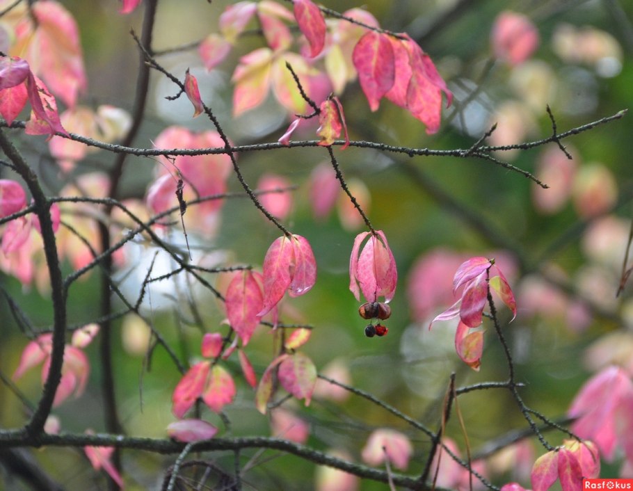 Осенний бересклет