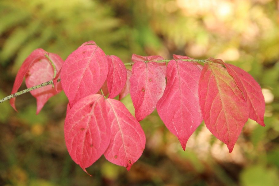 Бересклет крылатый листья