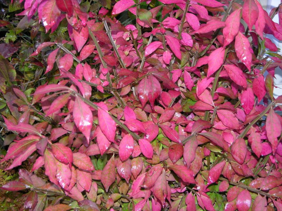 Бересклет американский