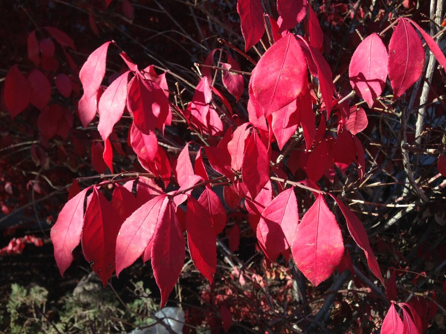 Бересклет Шервудский