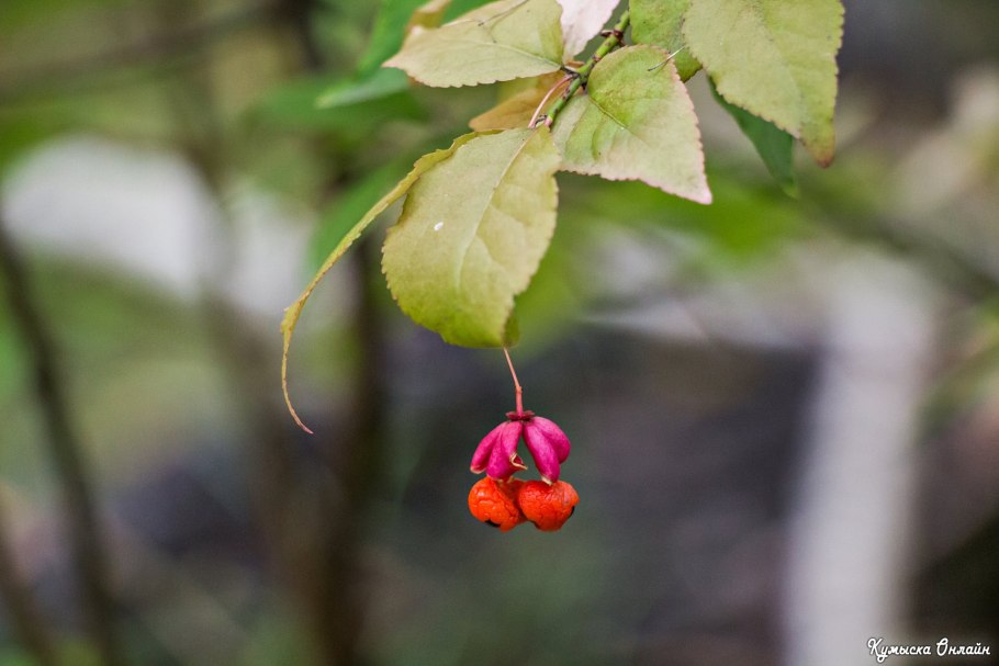 Бересклет бородавчатый ягоды