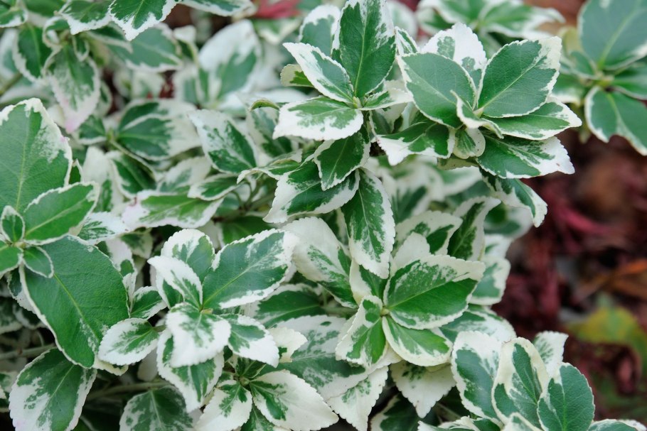 Бересклет крылатый Компактус Euonymus alatus Compactus