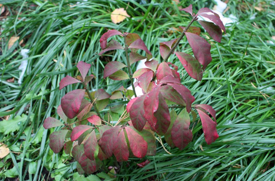 Бересклет Форчуна зеленый