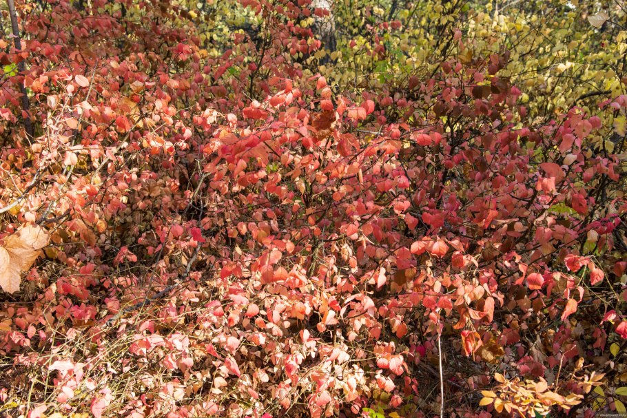 Бересклет Форчуна дартс Бланкет