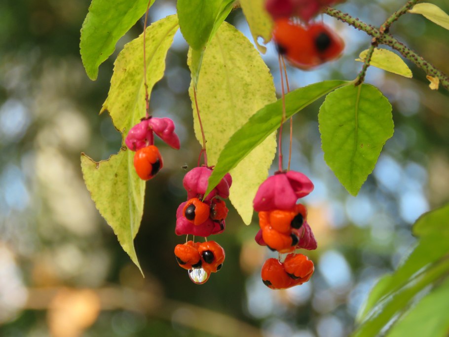 Euonymus verrucosa