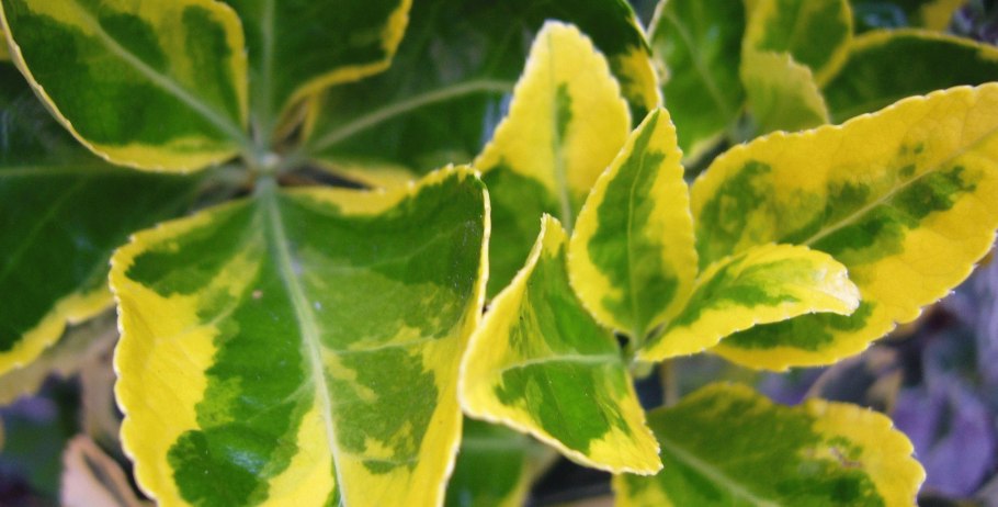 Бересклет японский 'Aureomarginatus