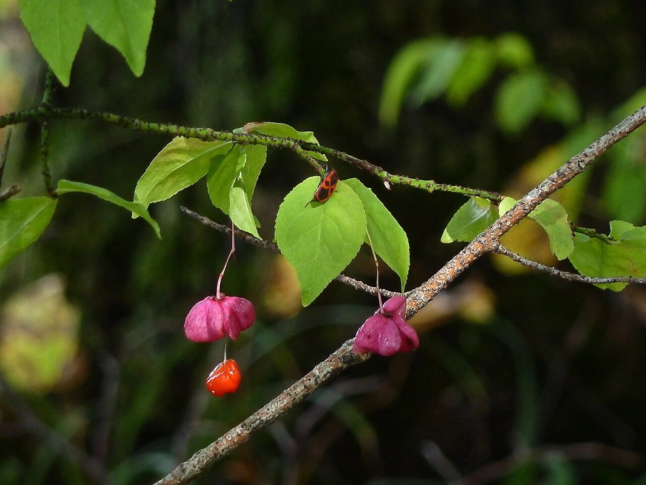 Веточка веточка бересклета