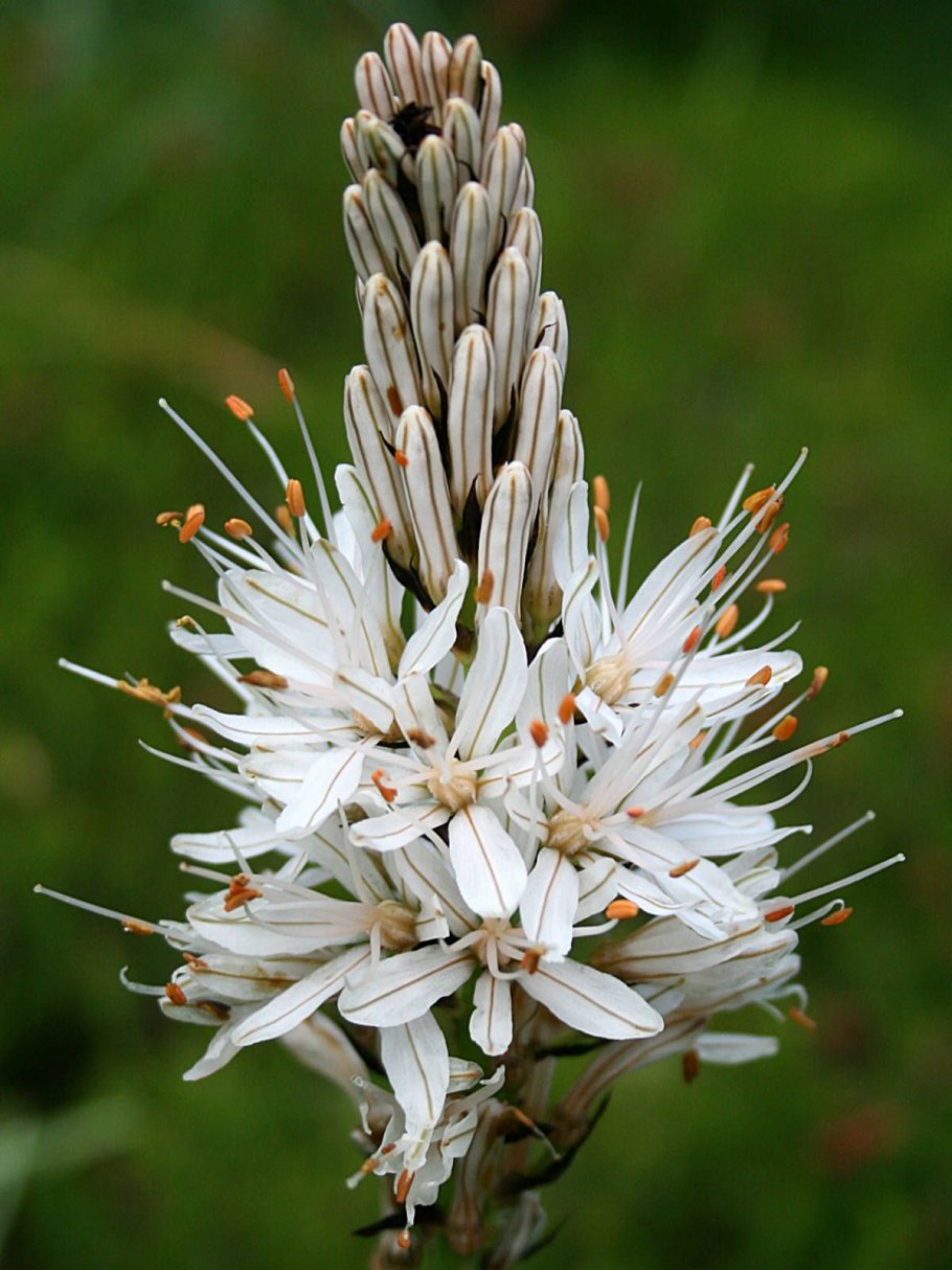 Асфодель цветок смерти