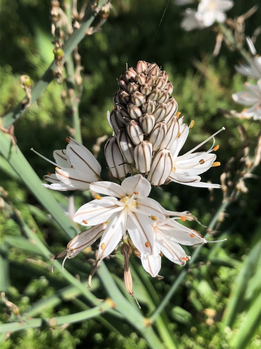 Асфодель цветок смерти