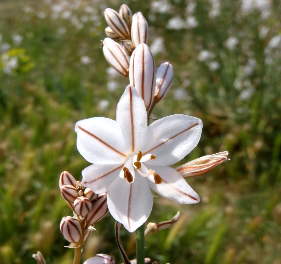 Гарри Поттер Асфодель цветок