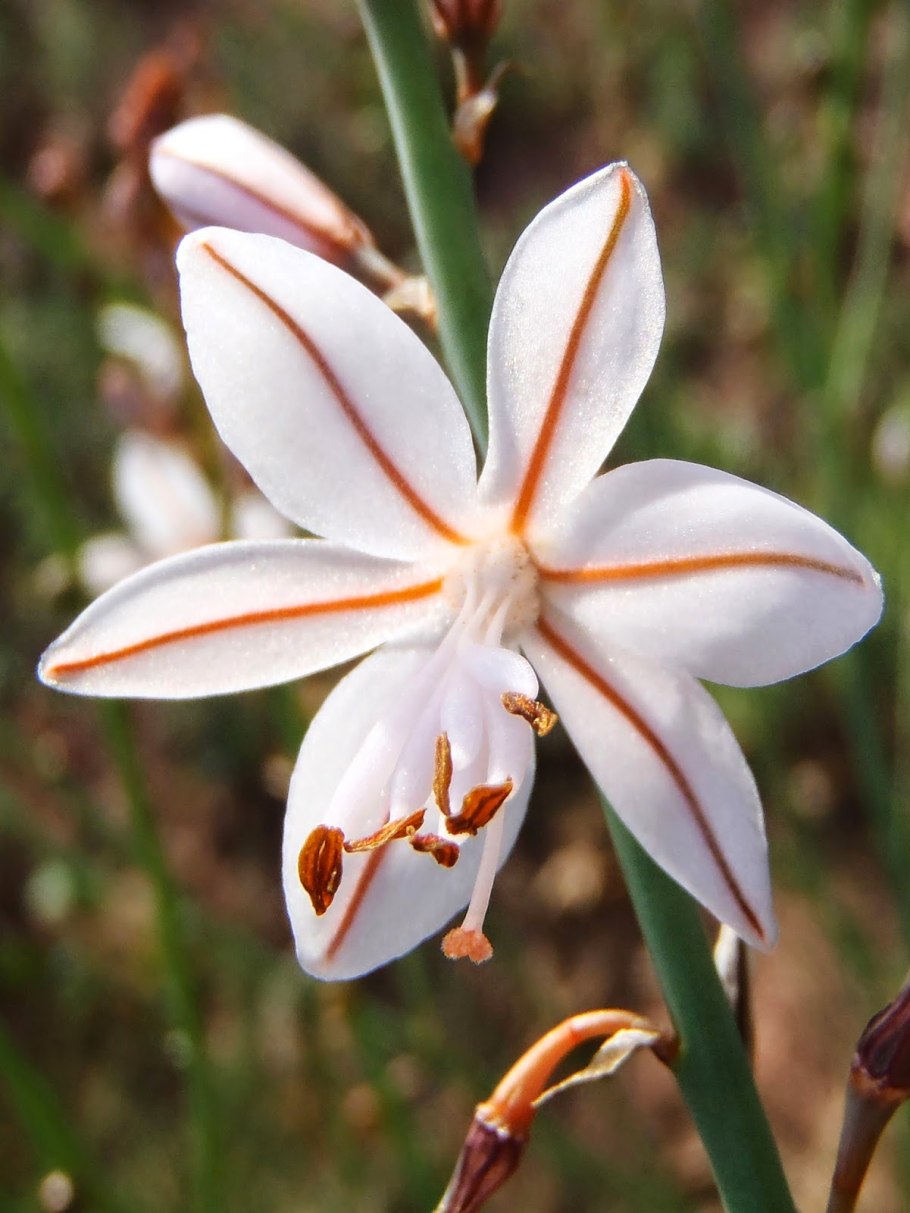 Асфодель и Лилия