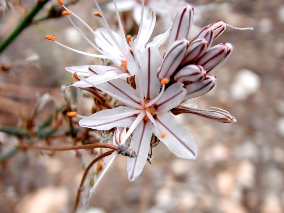 Асфодель цветок