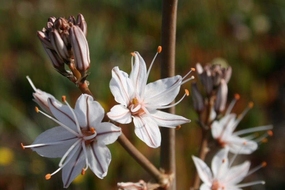Асфодель Шарон