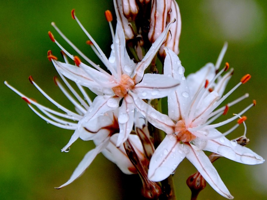 Асфодель цветок пол