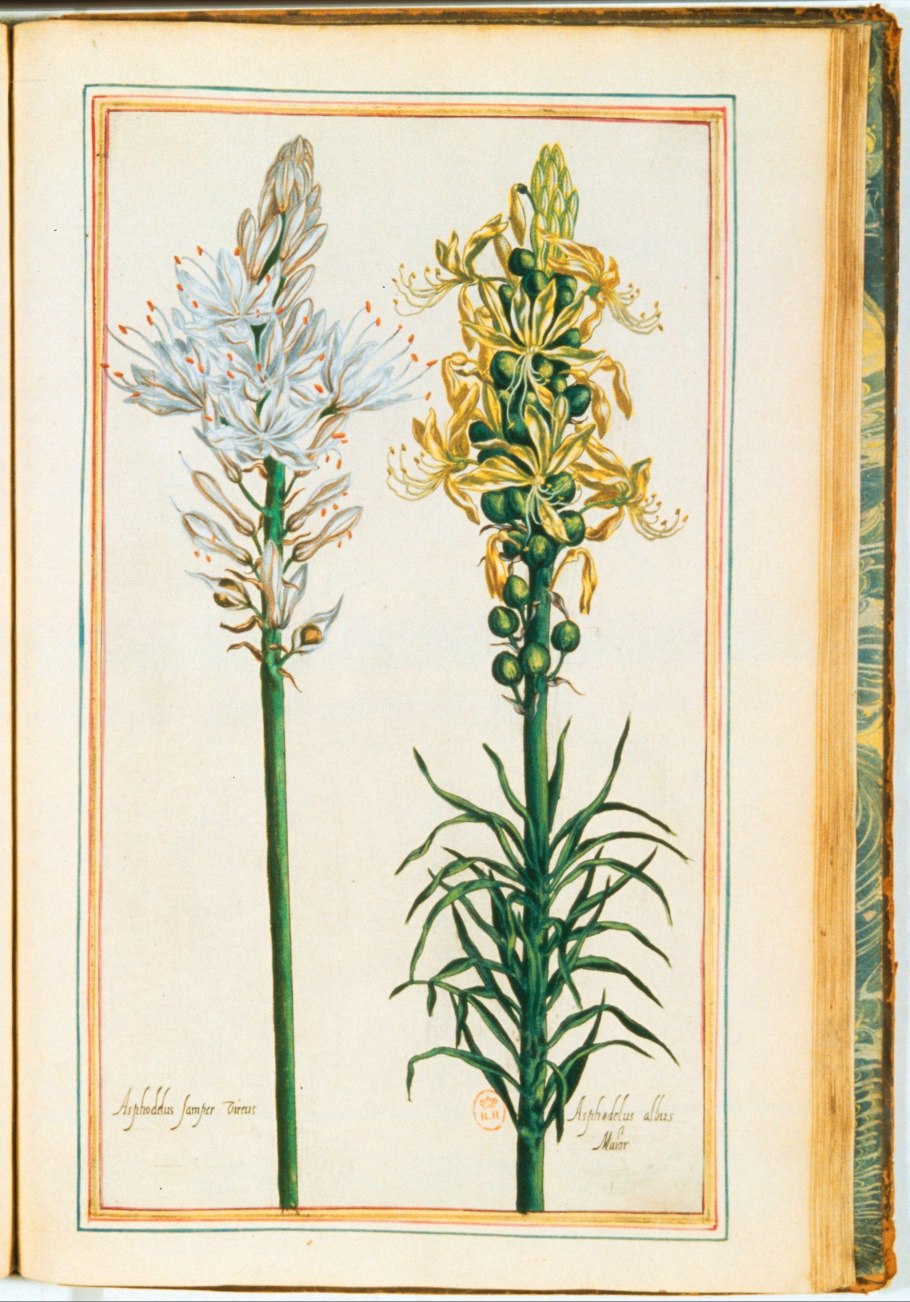 Асфодель Гарри Поттер