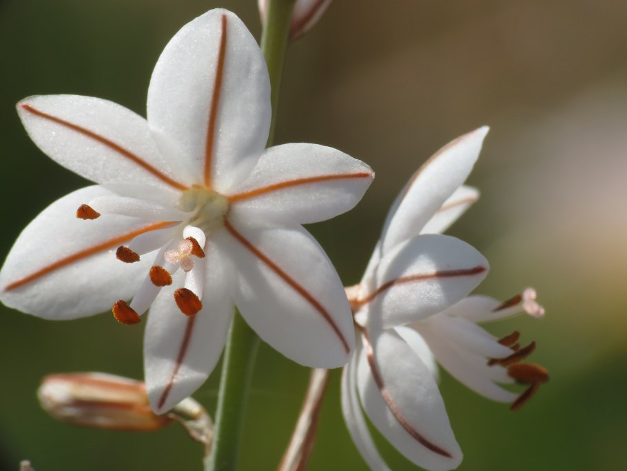 Asphodelus fistulosus