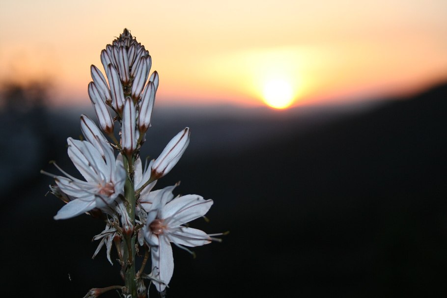 Асфодель Гарри Поттер