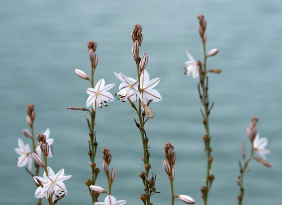 Асфодель златоцветник