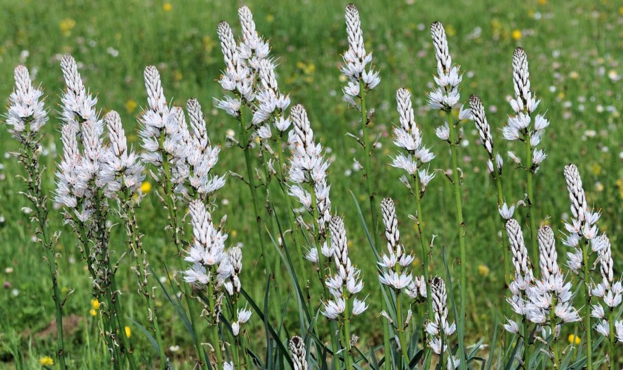 Асфоделус белый