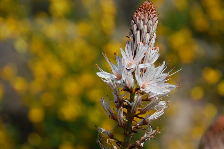 Асфодель красный