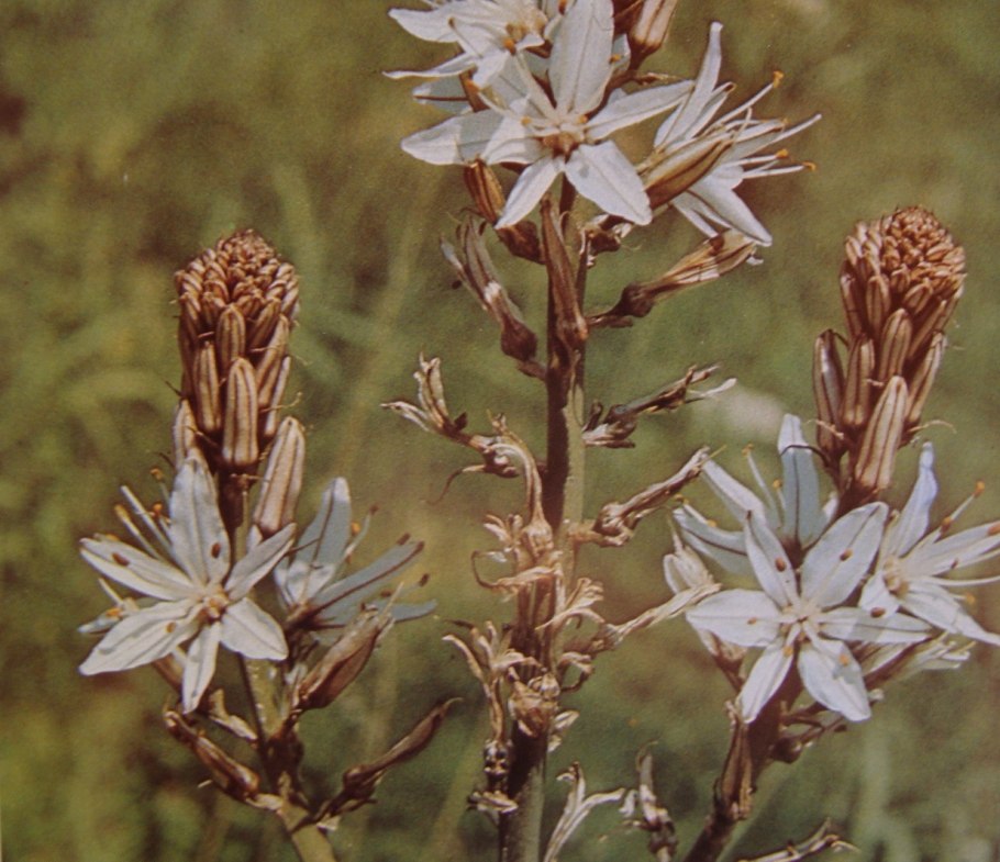 Асфодель Шарон