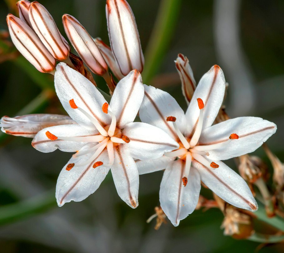 Гарри Поттер Асфодель цветок