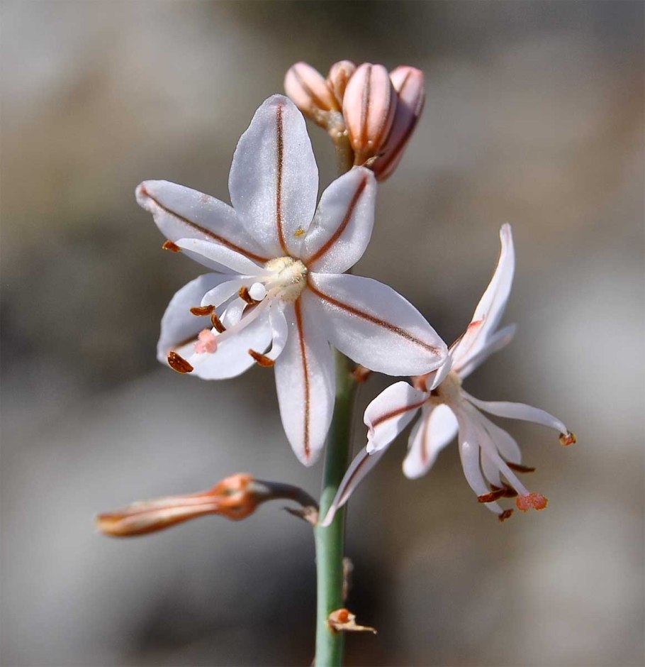 Асфодель цветок смерти