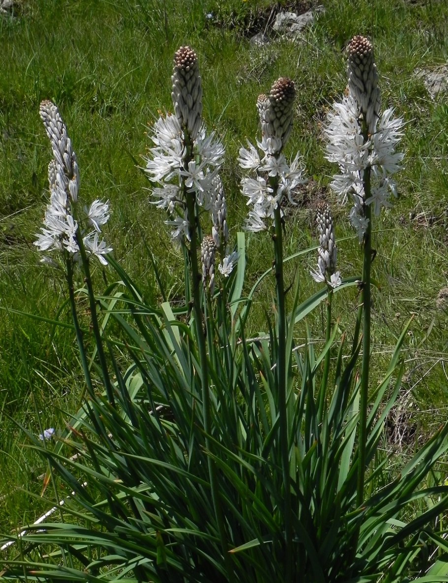 Асфоделус белый