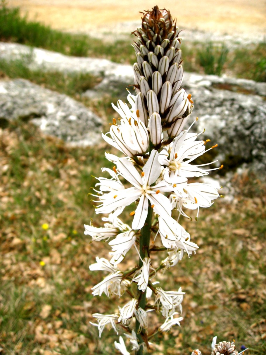 Асфодель цветок смерти
